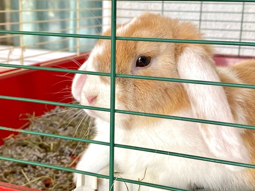 How to Clean A Rabbit Cage